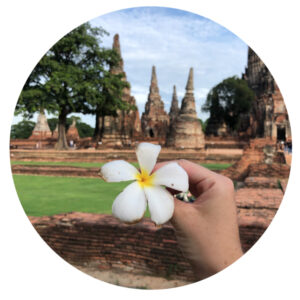 Weiße Blüte für einem alten Tempel in Ayutthaya