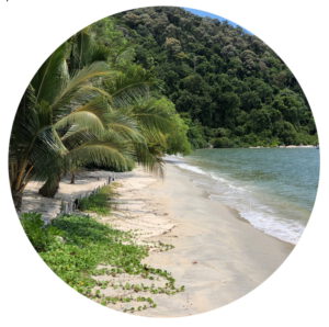 Palme an einem Strand in Malaysia
